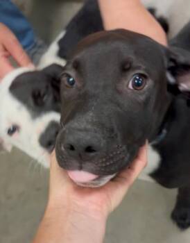Mork -  Mixed Breed Dog for Adoption in Morristown, New Jersey - Mork | PetCurious
