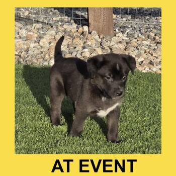 Shepherd Dogs Available for Adoption in Peyton, Colorado - Capri (MR26-357) | PetCurious