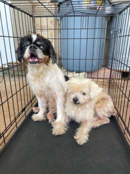 Lily - WA -  Cavalier King Charles Spaniel and Cocker Spaniel Dog for Adoption in Bryan, Texas - Lily - WA | PetCurious