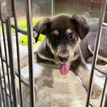 Husky and Shepherd Dogs Available for Adoption - Winnie | PetCurious