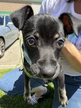 Boots -  Chihuahua Dog for Adoption in Mundelein, Illinois - Boots | PetCurious