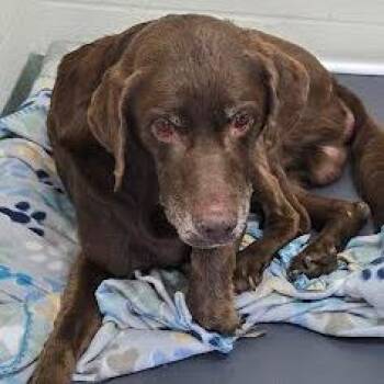 Chocolate Labrador Retriever Dogs Available for Adoption in Lyndhurst, Virginia - SVAS-Stray-38689 | PetCurious
