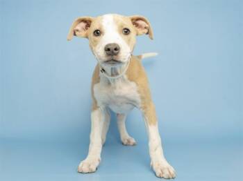 Pit Bull Terrier Dogs Available for Adoption in Phoenix, Arizona - PEACH | PetCurious