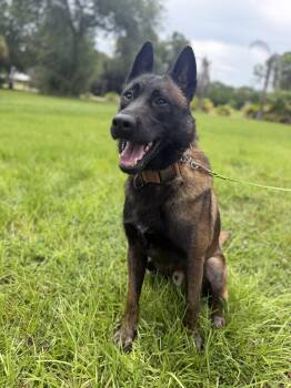 Juanito -  Belgian Shepherd Malinois Dog for Adoption - Juanito | PetCurious