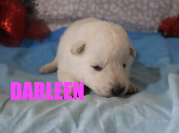 German Shepherd Dog Dogs Available for Sale - Darlene | PetCurious