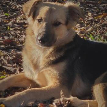 Summer -  Shepherd and Shetland Sheepdog Sheltie Dog for Adoption in Ringwood, New Jersey - Summer | PetCurious