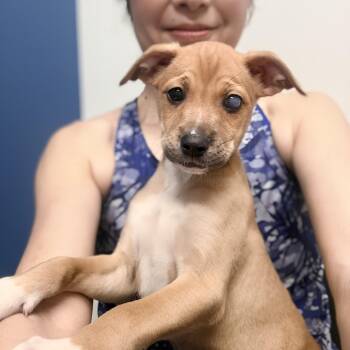 Mixed Breed and Boxer Dogs Available for Adoption - Pica Boo  | PetCurious