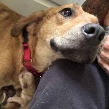 NY Abbey (Foster in Holmes NY) -  Yellow Labrador Retriever and Golden Retriever Dog for Adoption in Eastford, Connecticut - NY Abbey (Foster In Holmes NY) | PetCurious