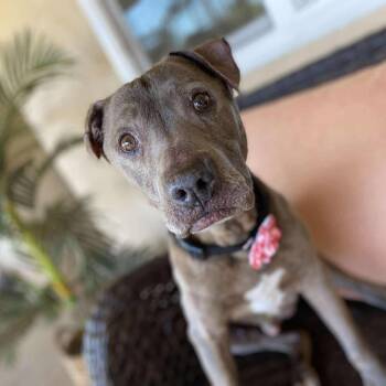 Pit Bull Terrier Dogs Available for Adoption - Baby | PetCurious