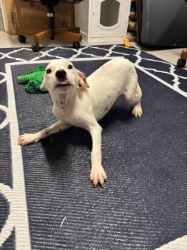 Ember -  Mixed Breed Dog for Adoption in Metter, Georgia - Ember | PetCurious