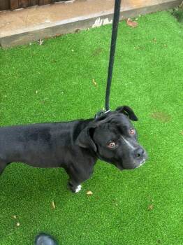 Pit Bull Terrier Dogs Available for Adoption in Highland Village, Texas - Clyde | PetCurious