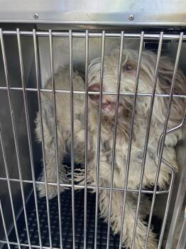 Mixed Breed Dogs Available for Adoption in Dallas, Texas - MARIE | PetCurious