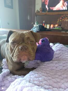 English Bulldog Dogs Available for Adoption in Lavon, Texas - Buddha | PetCurious