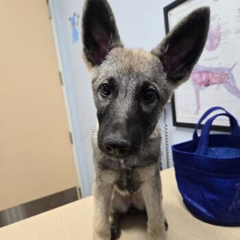 German Shepherd Dog Dogs Available for Adoption in Las Vegas, Nevada - Chiquis | PetCurious