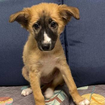 Labrador Retriever and German Shepherd Dog Dogs Available for Adoption in Sunderland, Maryland - Flan | PetCurious
