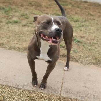 Rescue Pit Bull Terrier and American Staffordshire Terrier Dogs for Adoption in Boone, Iowa - Shelby | PetCurious