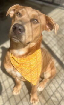 Rescue Mixed Breed Dogs for Adoption in Holbrook, New York - CHIEF AKA SKUNK | PetCurious