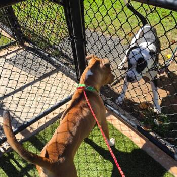 KIBA -  Mixed Breed Dog for Adoption in Greensboro, North Carolina - KIBA | PetCurious