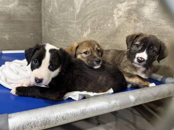 Rescue Mixed Breed Dogs for Adoption in Hiawatha, Kansas - Lavendar’s Male Pups | PetCurious