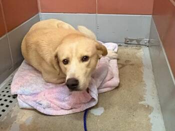 Labrador Retriever and Mixed Breed Dogs Available for Adoption in Houston, Texas - SEAL | PetCurious