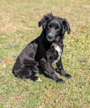 Border Collie Dogs Available for Adoption - Daisy | PetCurious