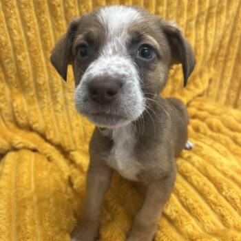 Chopin -  Terrier and Mixed Breed Dog for Adoption in Kanab, Utah - Chopin | PetCurious