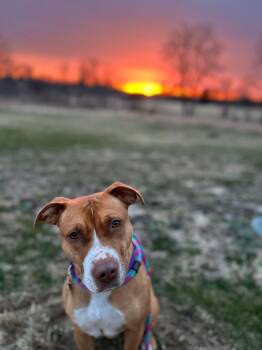 Pit Bull Terrier Dogs Available for Adoption in Mount Morris, Michigan - Sweets | PetCurious