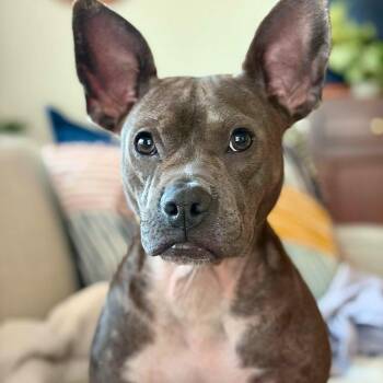 Polly Pocket -  American Staffordshire Terrier and French Bulldog Dog for Adoption in Mead, Colorado - Polly Pocket | PetCurious