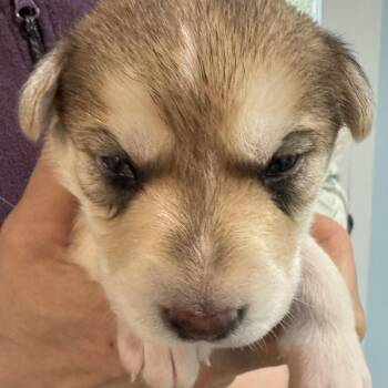 Mixed Breed Dogs Available for Adoption in Bartlett, Tennessee - Obiwan | PetCurious
