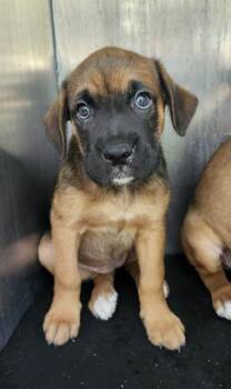 MIMZY -  Mastiff Dog for Adoption in San Antonio, Texas - MIMZY | PetCurious