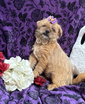 Jellybean -  Terrier and Pug Dog for Adoption in Corona, California - Jellybean | PetCurious