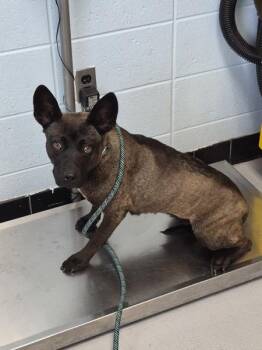 Shepherd Dogs Available for Adoption in Lawrenceville, Georgia - Pen 195c Haya | PetCurious