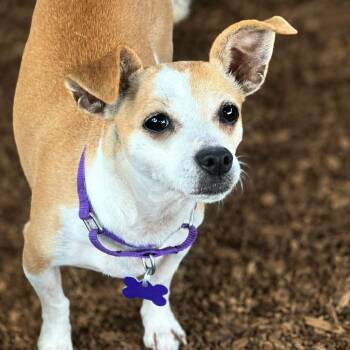 Edora -  Chihuahua and Mixed Breed Dog for Adoption in Boerne, Texas - Edora | PetCurious