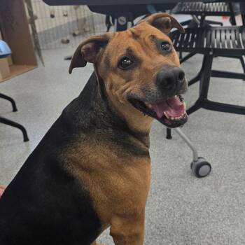 Shepherd Dogs Available for Adoption in Grand Rapids, Michigan - Buttercup | PetCurious