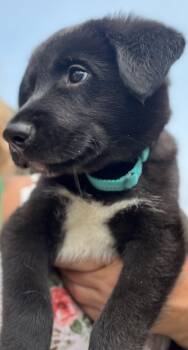ALGONQUIN -  Border Collie and Husky Dog for Adoption in Minesing, Ontario - ALGONQUIN | PetCurious