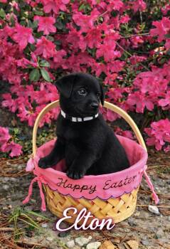 Labrador Retriever Dogs Available for Adoption - Elton | PetCurious