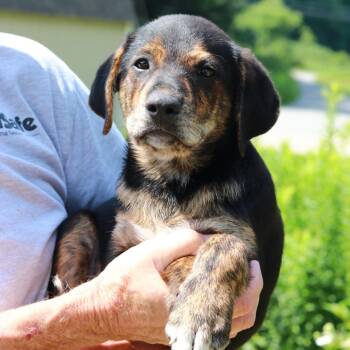 CT Han Solo -  Shepherd and Mixed Breed Dog for Adoption in Stormville, New York - CT Han Solo | PetCurious