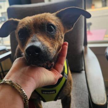 Crysta D12448 -  Jack Russell Terrier and Mixed Breed Dog for Adoption - Crysta D12448 | PetCurious