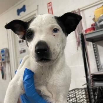 Husky and Mixed Breed Dogs Available for Adoption in Morton Grove, Illinois - Jade | PetCurious