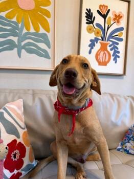 Woody Gyn -  Labrador Retriever and Hound Dog for Adoption in Friendswood, Texas - Woody Gyn | PetCurious