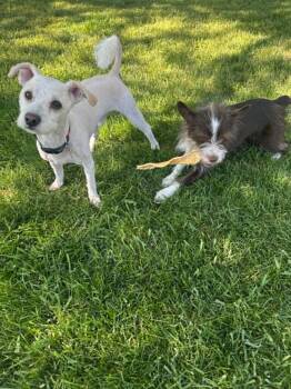 Bilbo Baggins -  Terrier Dog Available for Adoption in Salt Lake City, Utah - Bilbo Baggins | PetCurious