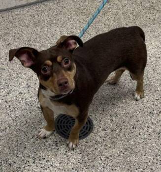 Calliope -  Mixed Breed Dog for Adoption in Kansas City, Missouri - Calliope | PetCurious