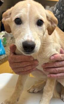 Labrador Retriever Dogs Available for Adoption - DAKOTA | PetCurious