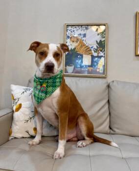 Benny Freckles Gentle Little Heart Stealer -  American Staffordshire Terrier and Labrador Retriever Dog for Adoption in Friendswood, Texas - Benny Freckles Gentle Little Heart Stealer | PetCurious
