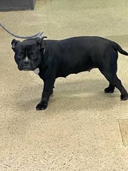 English Bulldog and Pit Bull Terrier Dogs Available for Adoption in St. Louis, Missouri - LIBRA | PetCurious