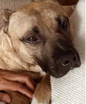 Pauly D. -  Pit Bull Terrier and Mixed Breed Dog for Adoption in Atlanta, Georgia - Pauly D. | PetCurious