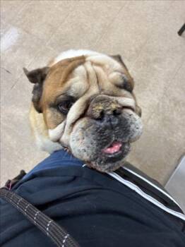 MEATBALL -  English Bulldog and Mixed Breed Dog for Adoption in Loveland, Colorado - MEATBALL | PetCurious