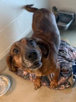 Hound and Mixed Breed Dogs Available for Adoption in King William, Virginia - Dr. Pupper | PetCurious