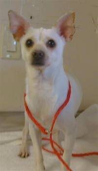 Chihuahua and Mixed Breed Dogs Available for Adoption - ERROL | PetCurious