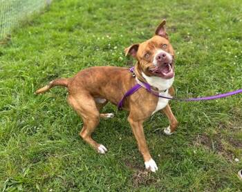 Pit Bull Terrier and Mixed Breed Dogs Available for Adoption in Mckinleyville, California - ANAKIN | PetCurious